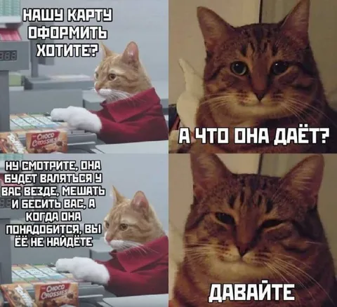 Кот предлагает оформить карту