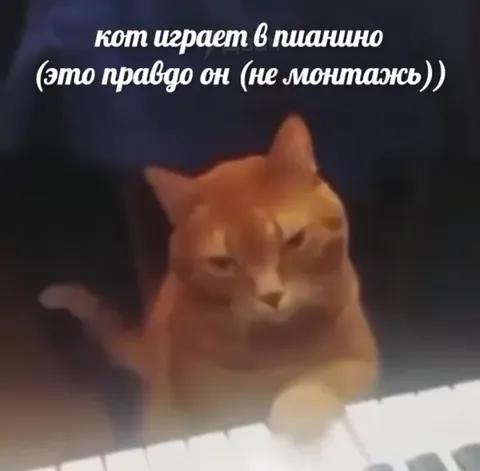 Кот играет на пианино