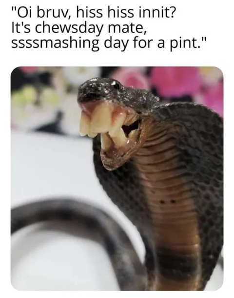 Hissing Snake Wants a Pint