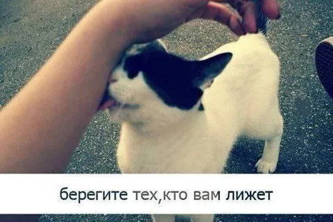 Берегите тех, кто вам лижет