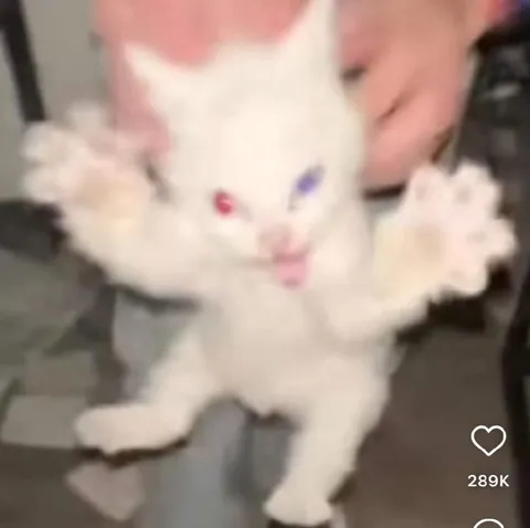 Белый котёнок танцует