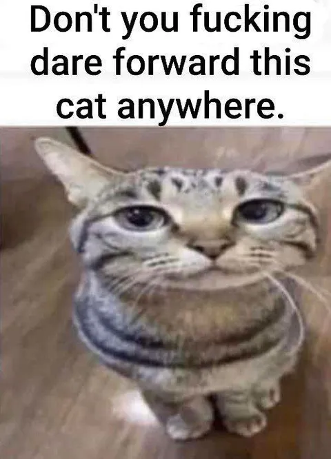 Don’t You Fucking Dare Cat