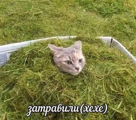 Кота заправили травой