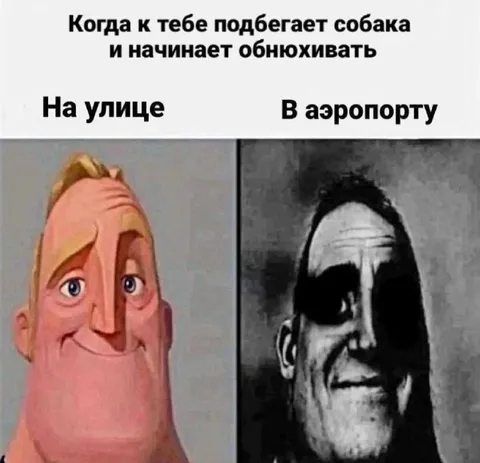 Когда собака обнюхивает в аэропорту