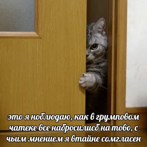 Кот наблюдает за спором в чате