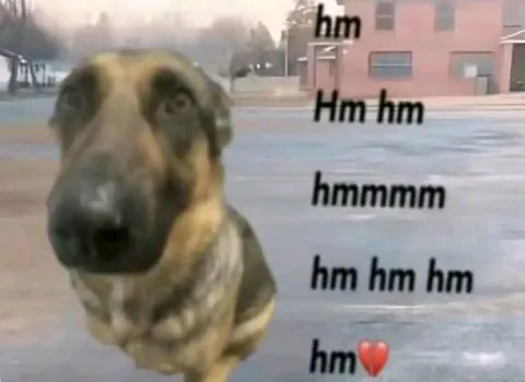 Dog Hm Reaction