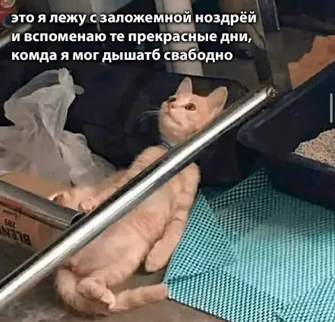 Кот вспоминает свободное дыхание