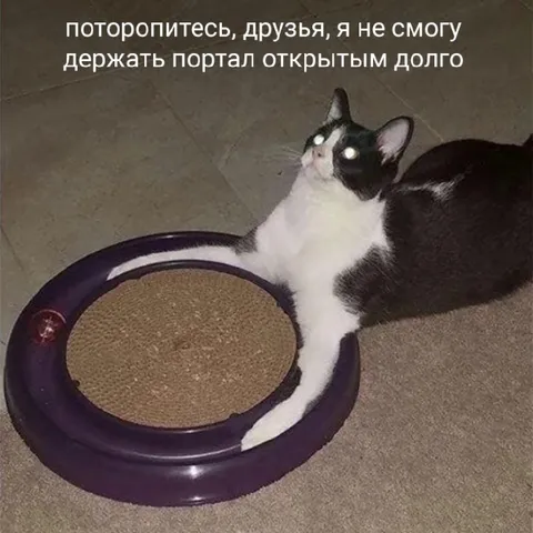 Кот закрывает портал