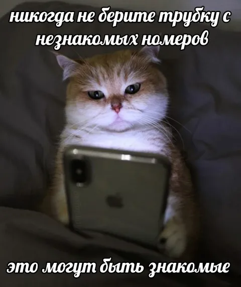Кот не берёт трубку