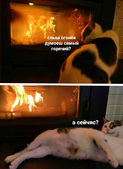Кот проверяет, кто горячее