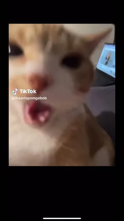 Кот, который превратился в гуся
