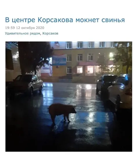 Свинья мокнет в Корсакове