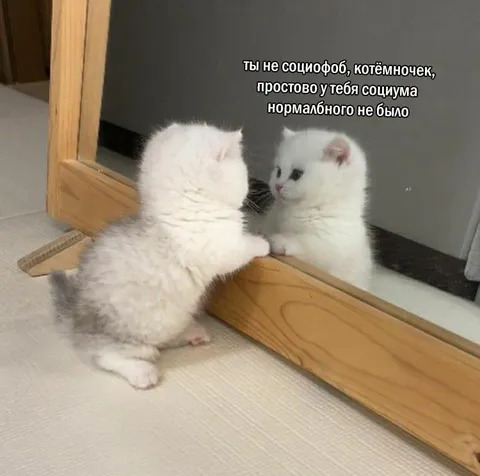 Котёнок и отсутствие социума
