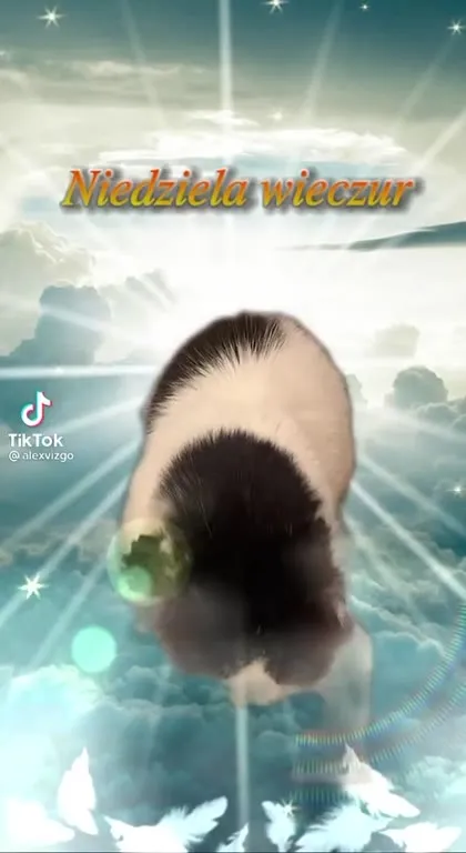 Niedziela wieczur i znikający kot