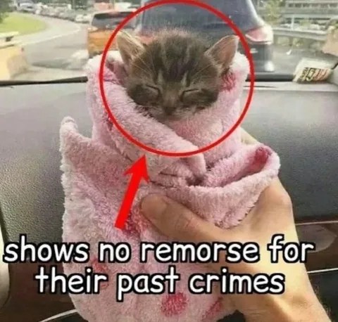 Kitten Shows No Remorse