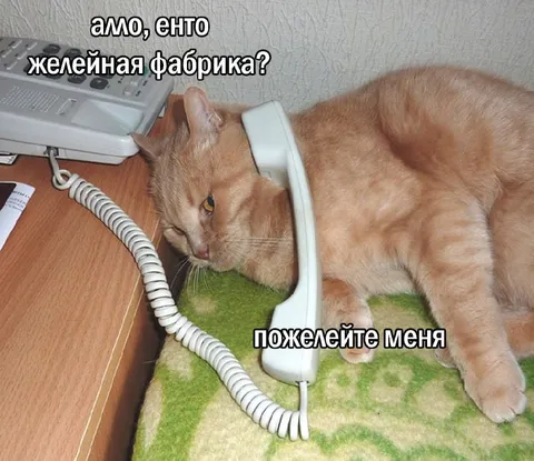 Кот звонит на желейную фабрику