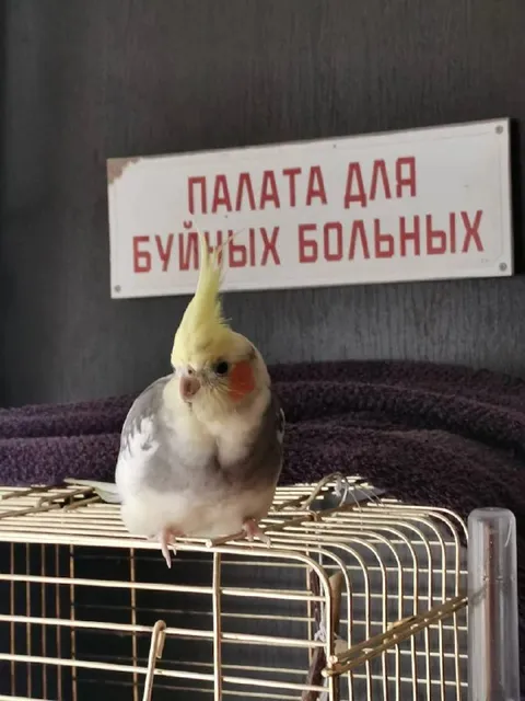 Палата для буйных больных