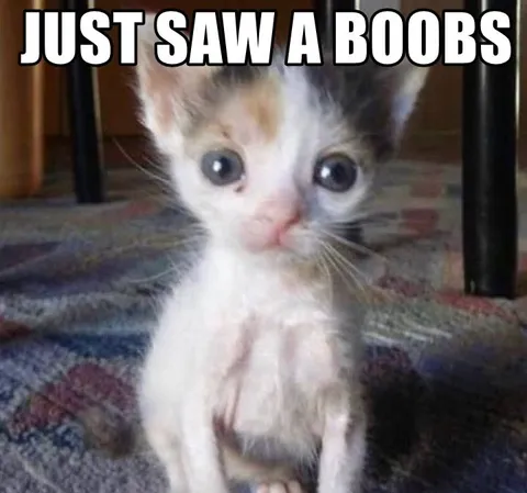 Just Saw a Boobs Kitten