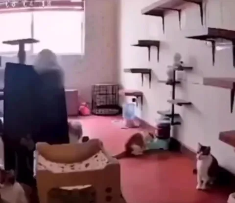 Кот устроил катастрофу в приюте