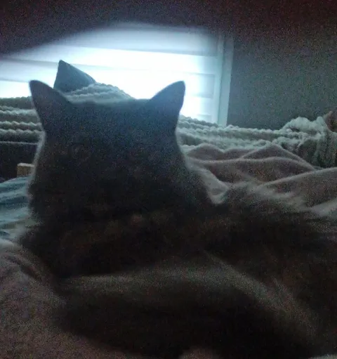 Кот с необычным силуэтом