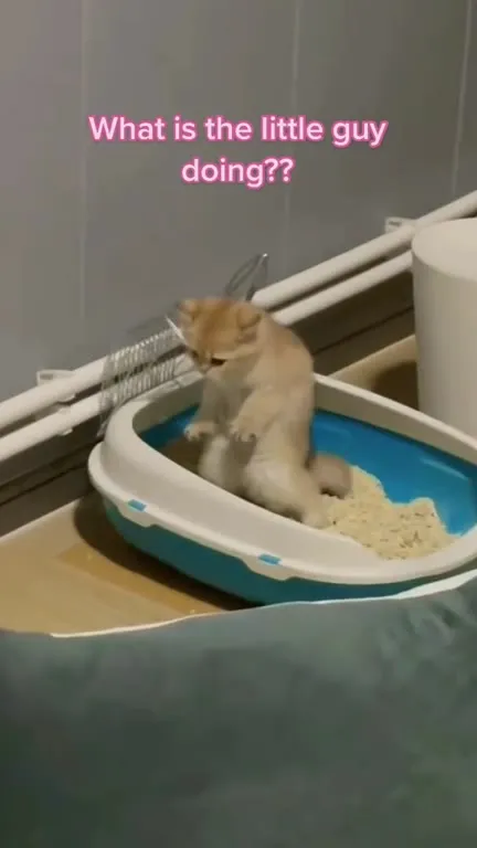 What Is the Little Guy Doing