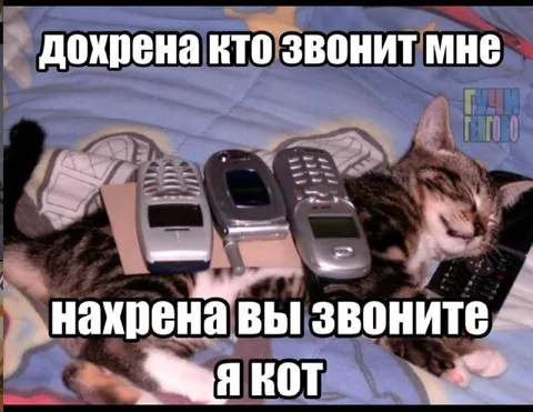 Кот отвечает на звонки
