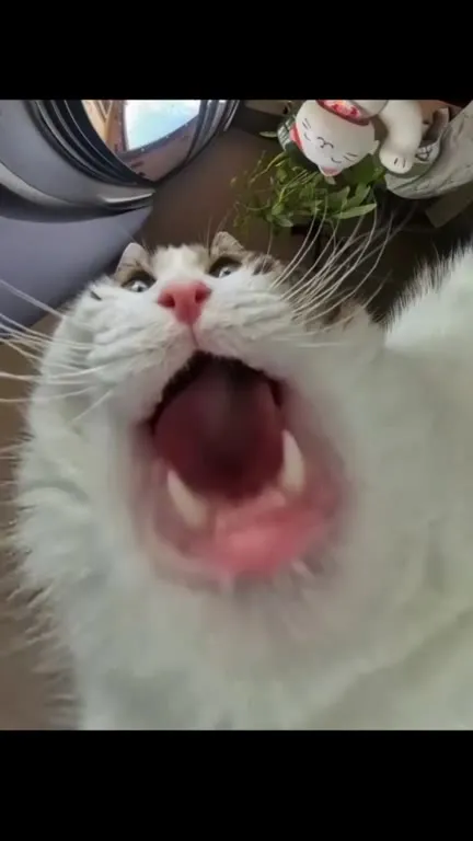 Кот с огромным языком