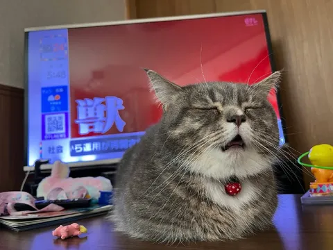 猫咪陶醉地唱歌