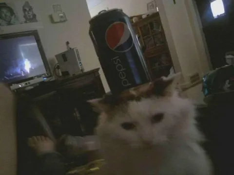 Cat With Giant Pepsi Can
