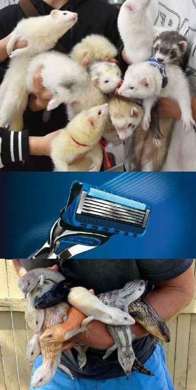 Когда любишь необычных питомцев