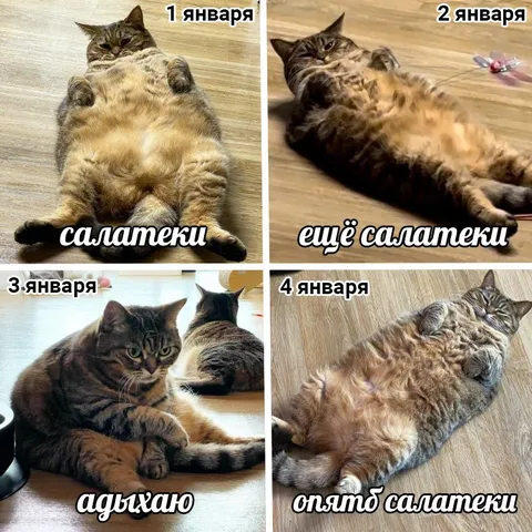 Кошка и салатеки после Нового года