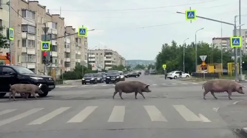 Кабаны переходят дорогу
