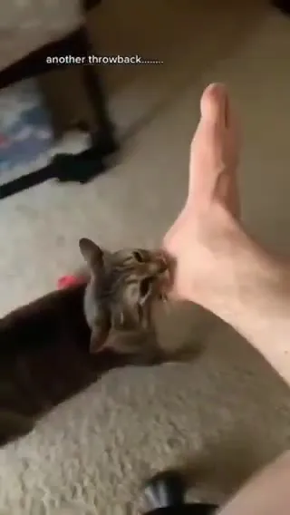 Cat Attacks Foot Throwback