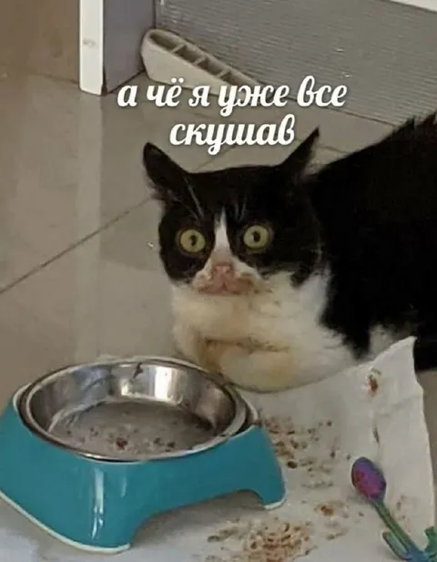 Кот уже всё съел