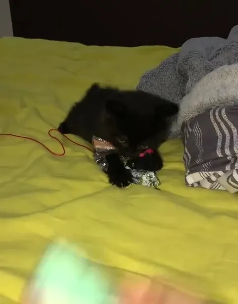 Котёнок крадёт зарядку