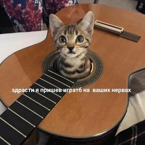 Кот пришёл играть на нервах