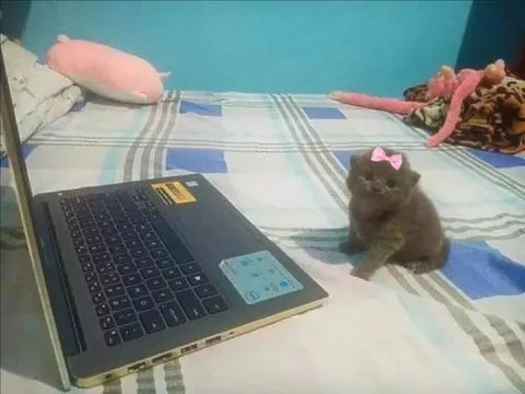 Котёнок пришёл учиться