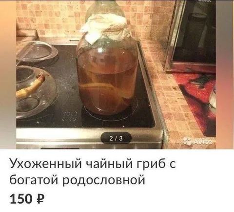 Чайный гриб с родословной