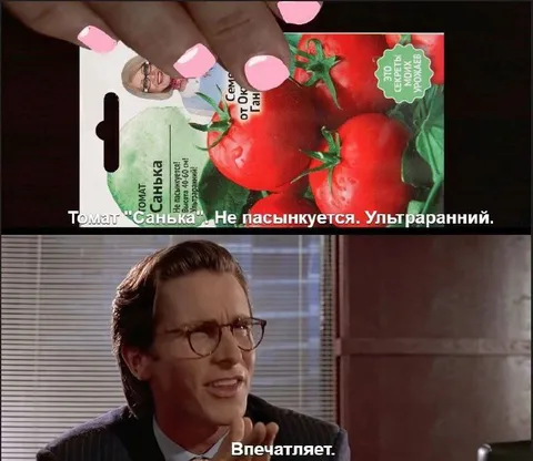 Томат Санька впечатляет