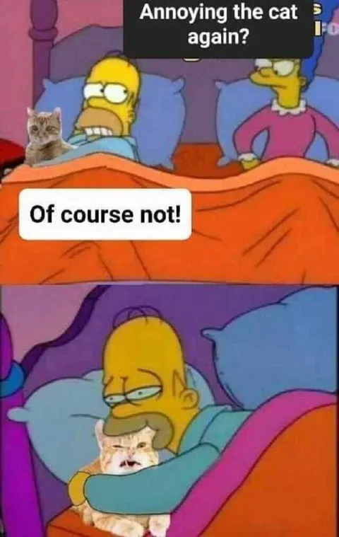 Annoying the Cat Again