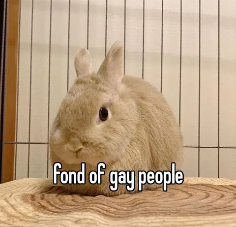 Rabbit Fond of Gay People