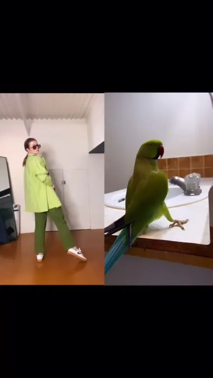 Девушка и танцующий попугай