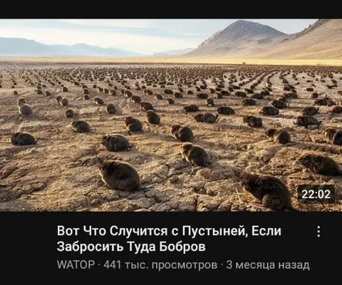 Бобры превратили пустыню в поле