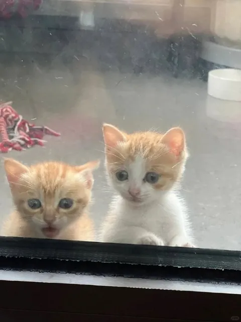 Котята просятся в дом