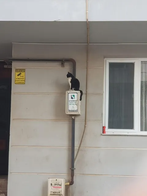 Kedi doğalgaz kutusunda oturuyor