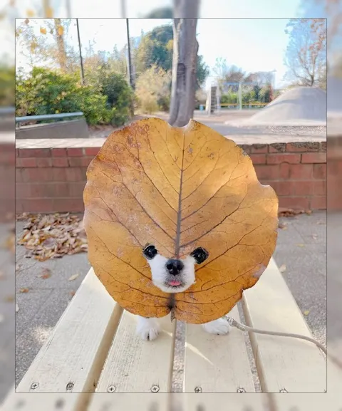 Собака в костюме листа