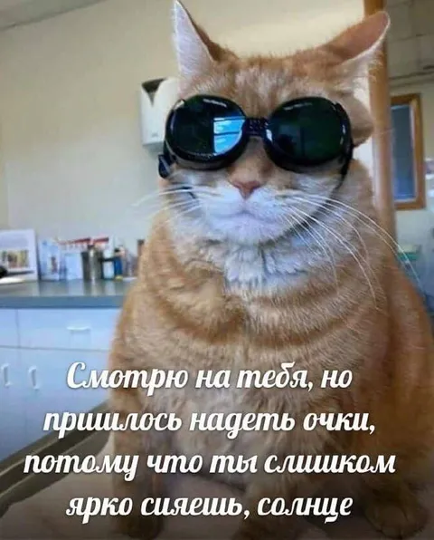 Кот в очках и яркое сияние