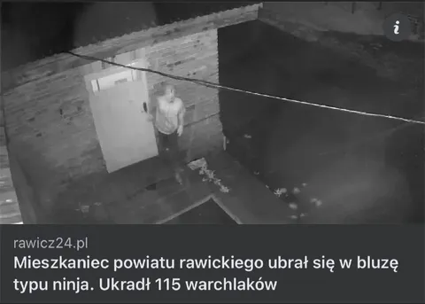 Ninja ukradł 115 warchlaków
