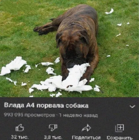 Влада А4 порвала собака