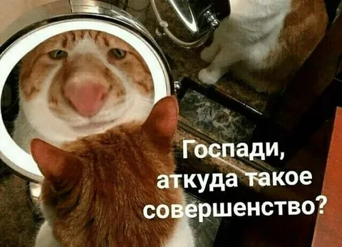 Кот увидел своё отражение